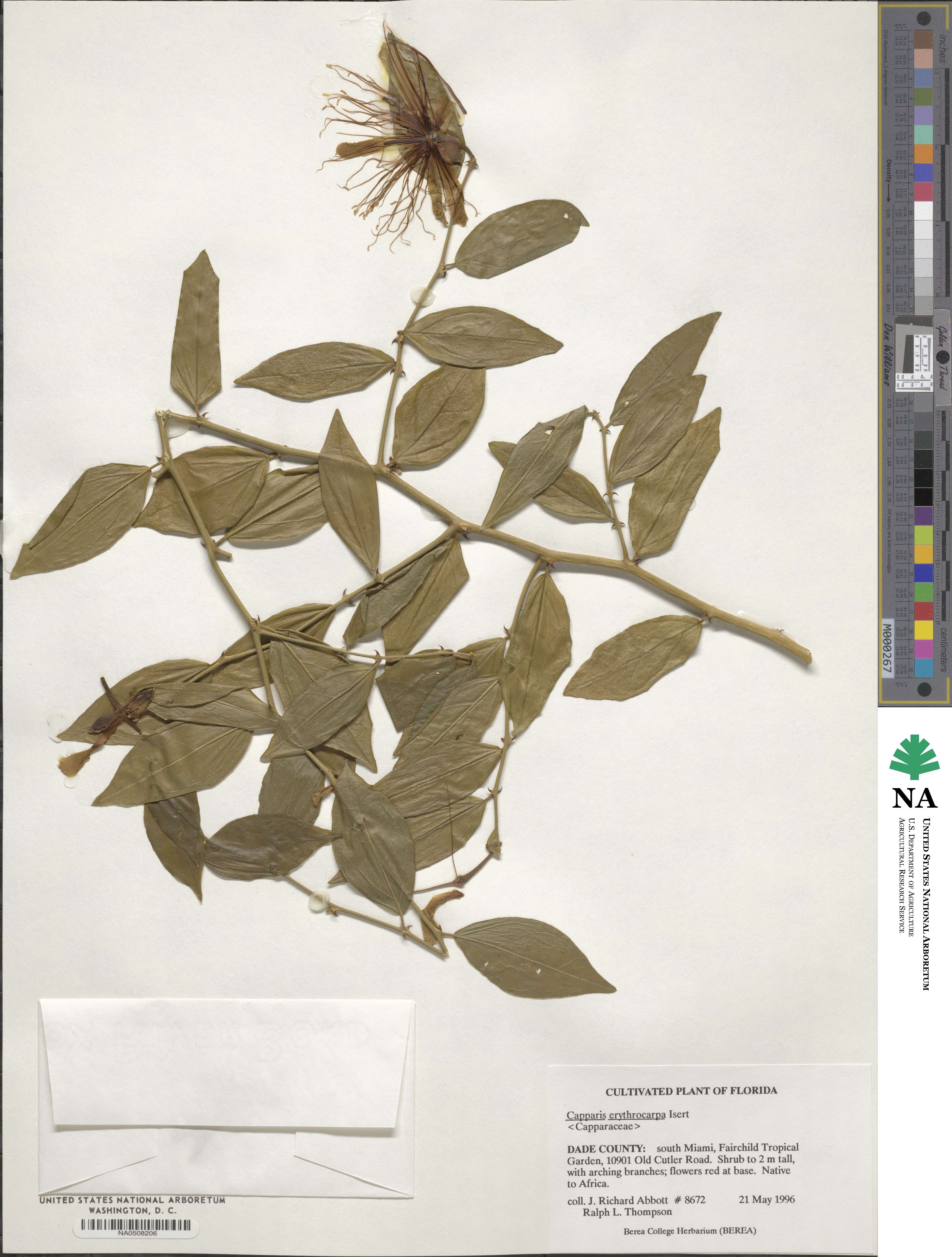 Capparis erythrocarpos image