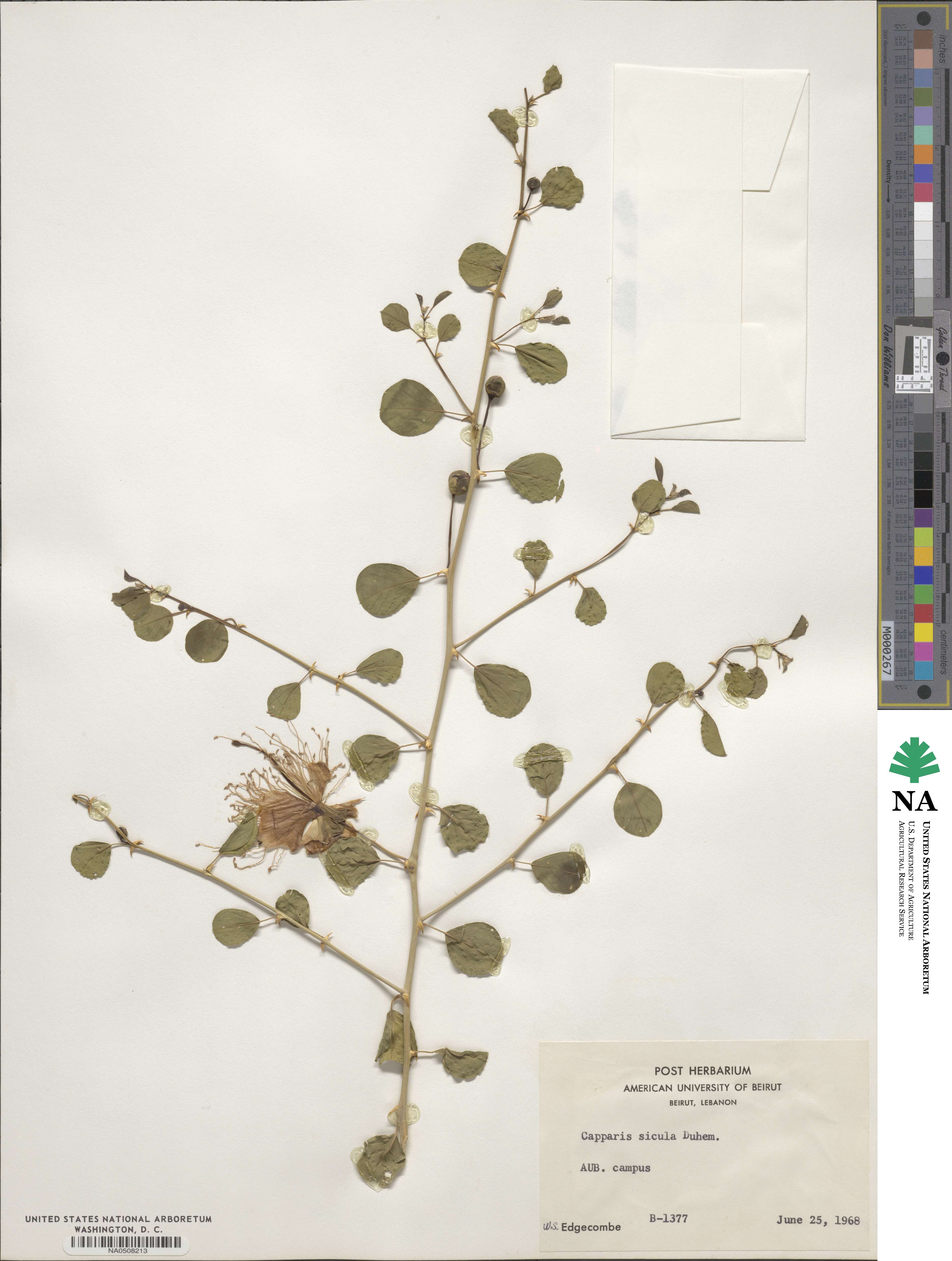 Capparis spinosa var. canescens image