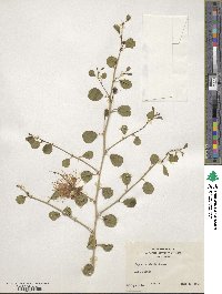 Capparis spinosa image