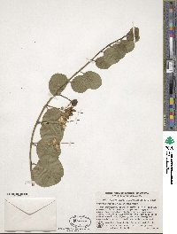 Capparis spinosa image