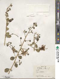 Capparis spinosa image