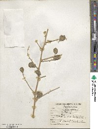 Capparis spinosa image