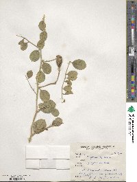 Capparis spinosa image