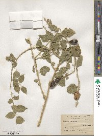 Capparis spinosa image