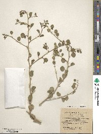 Capparis spinosa image