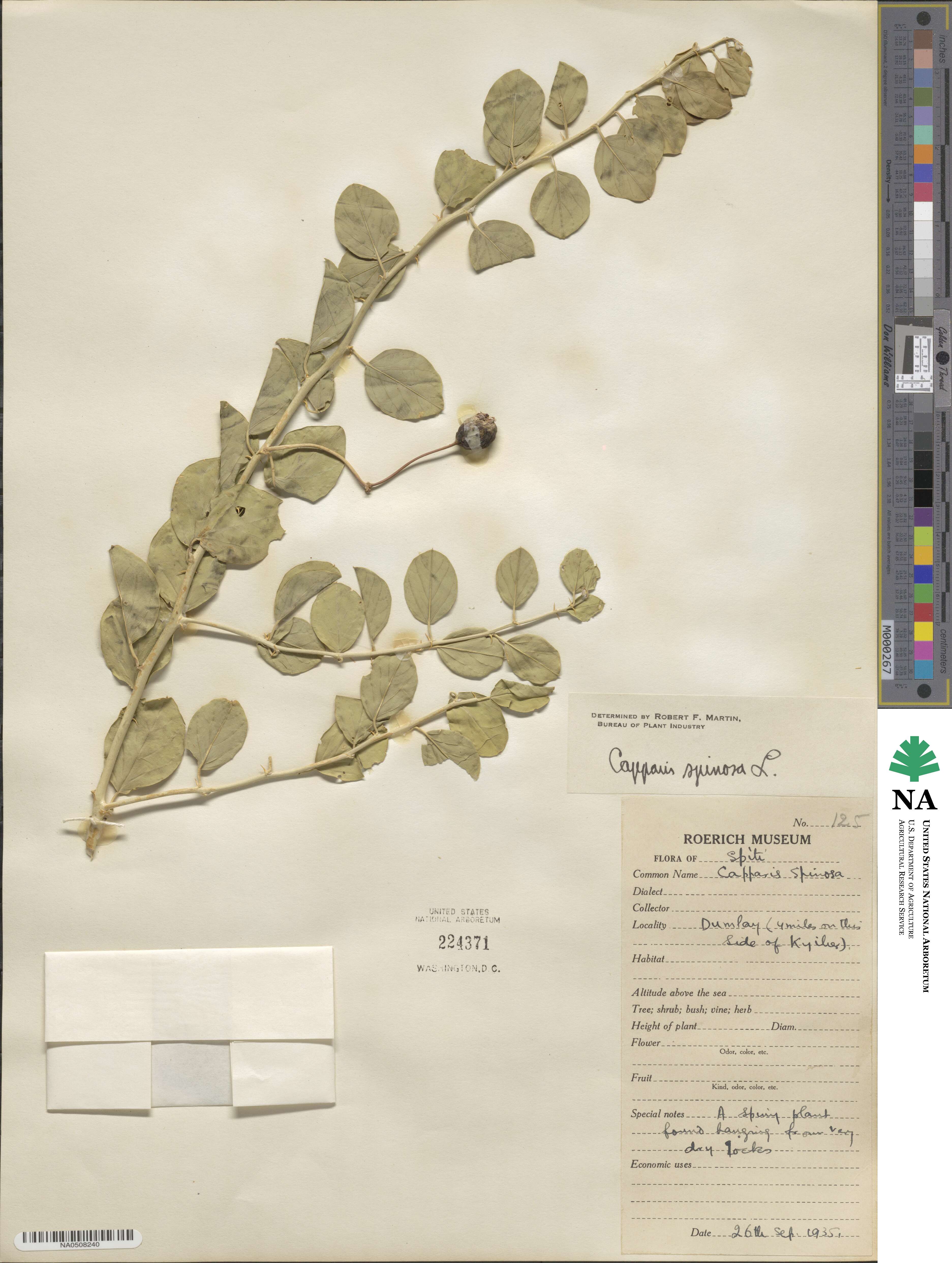 Capparis spinosa image