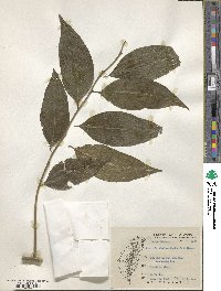 Capparis viminea image