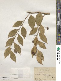 Capparis viminea image