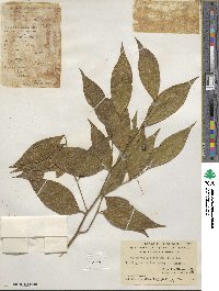 Capparis viminea image