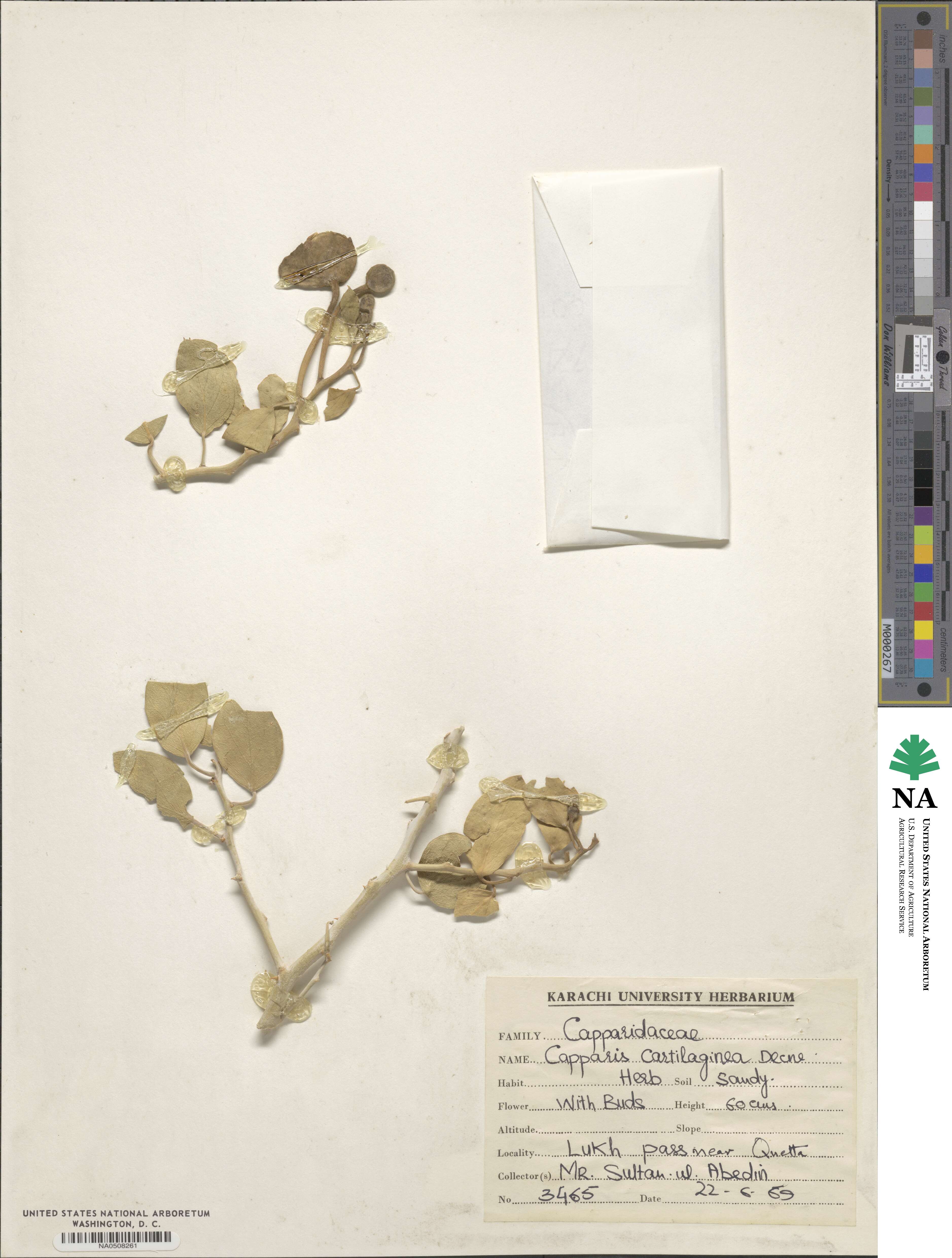 Capparis spinosa var. aegyptia image