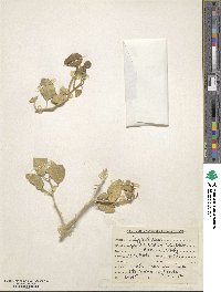 Capparis spinosa image