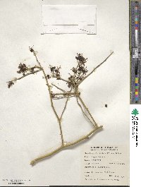 Capparis decidua image