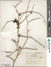 Capparis decidua image