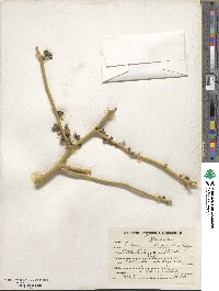 Capparis decidua image