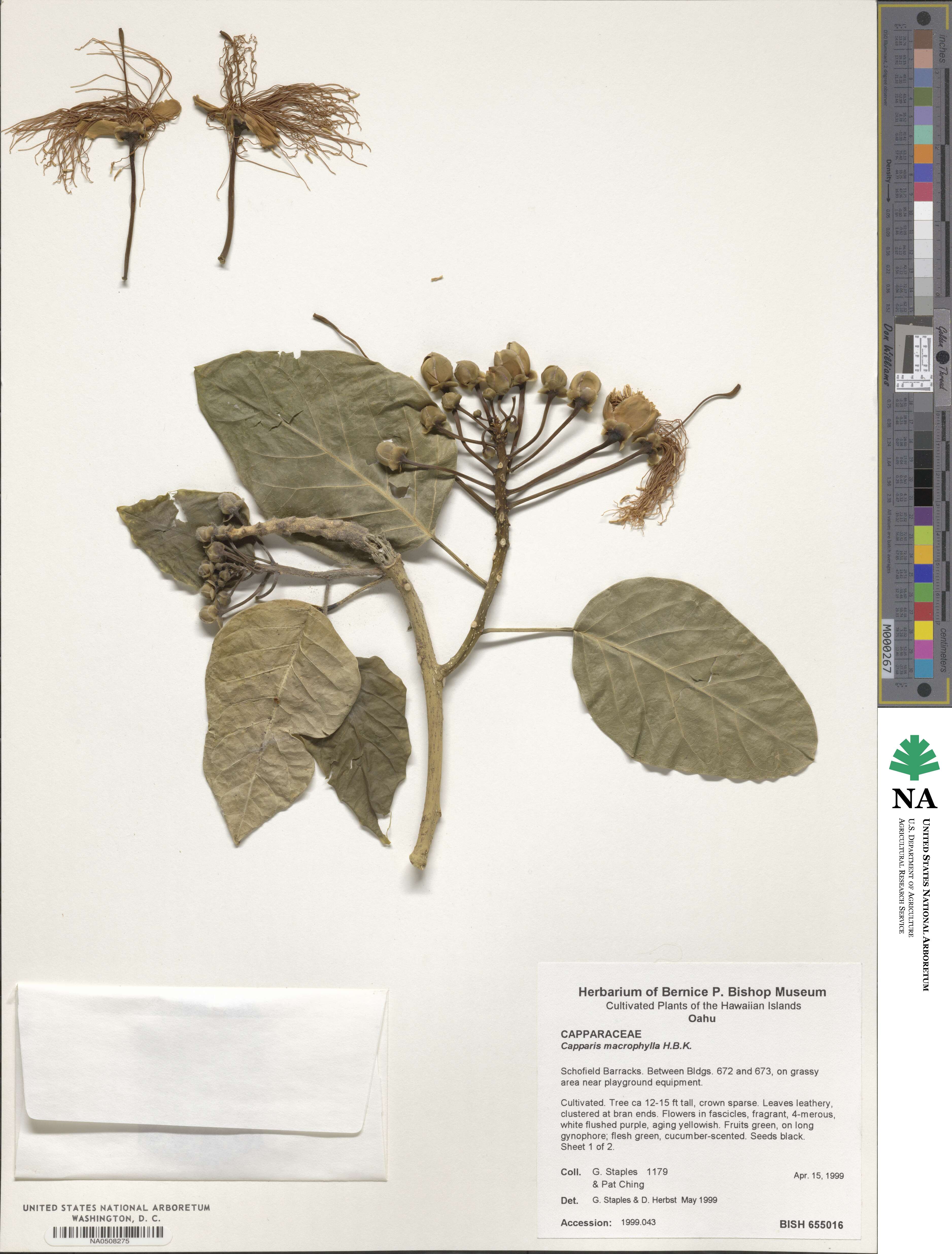 Capparidastrum macrophyllum image