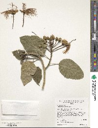 Image of Capparidastrum macrophyllum