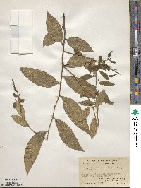 Capparis acutifolia image