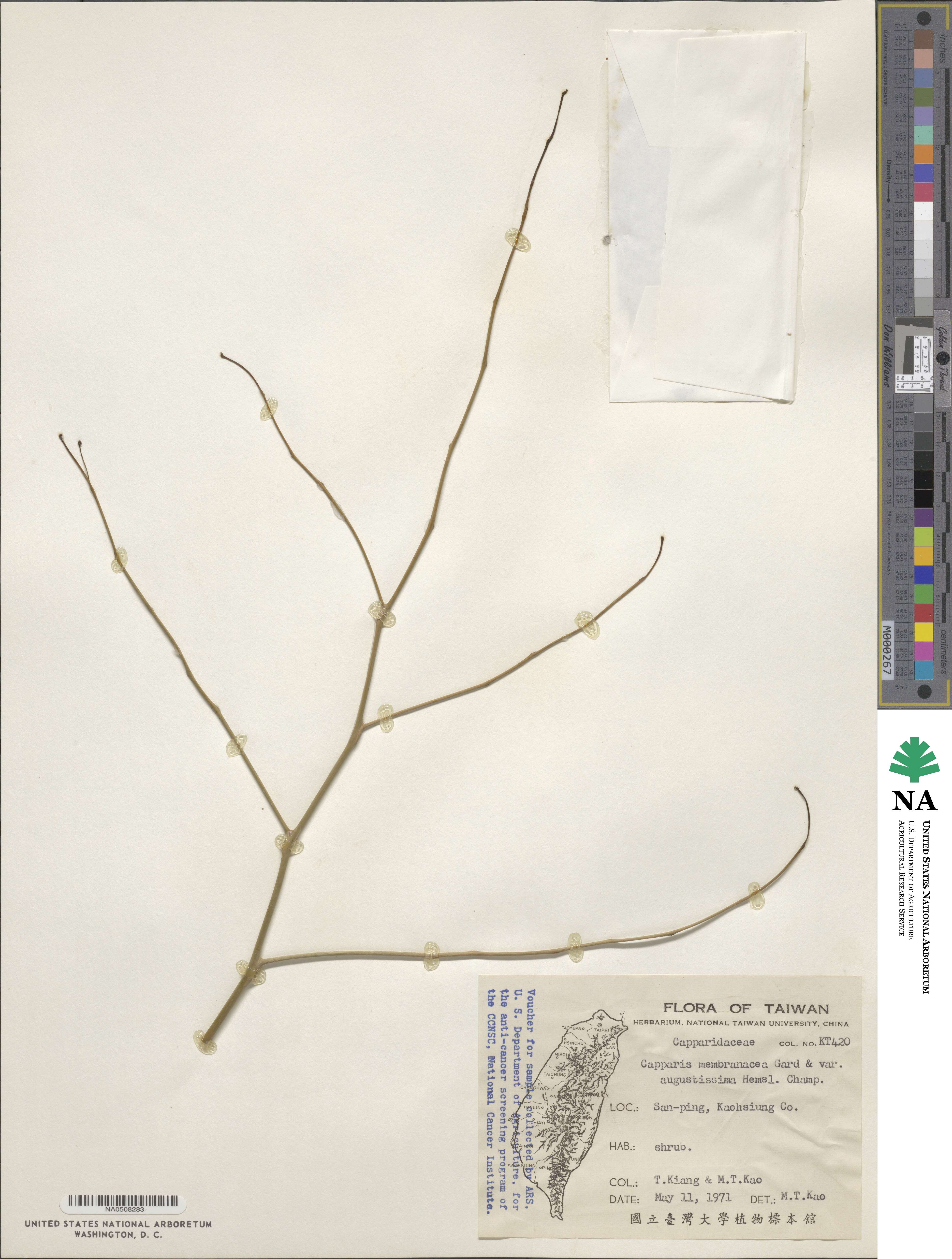 Capparis acutifolia image