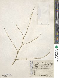 Capparis acutifolia image