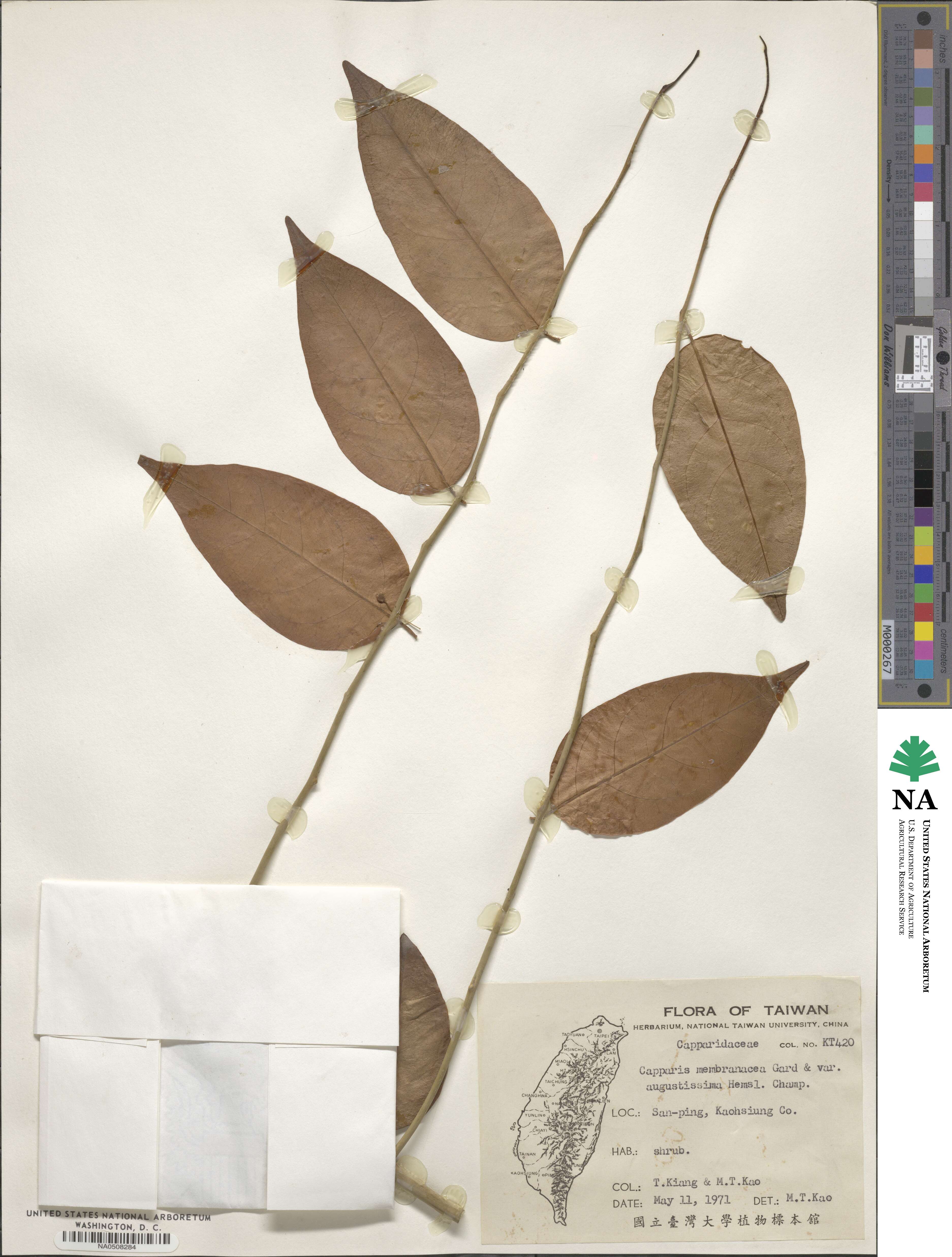 Capparis acutifolia image