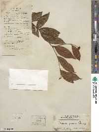 Capparis cantoniensis image