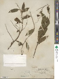 Capparis cantoniensis image