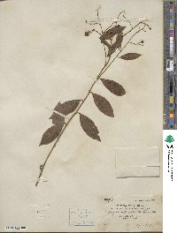 Capparis cantoniensis image