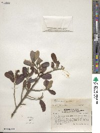 Capparis ovalifolia image