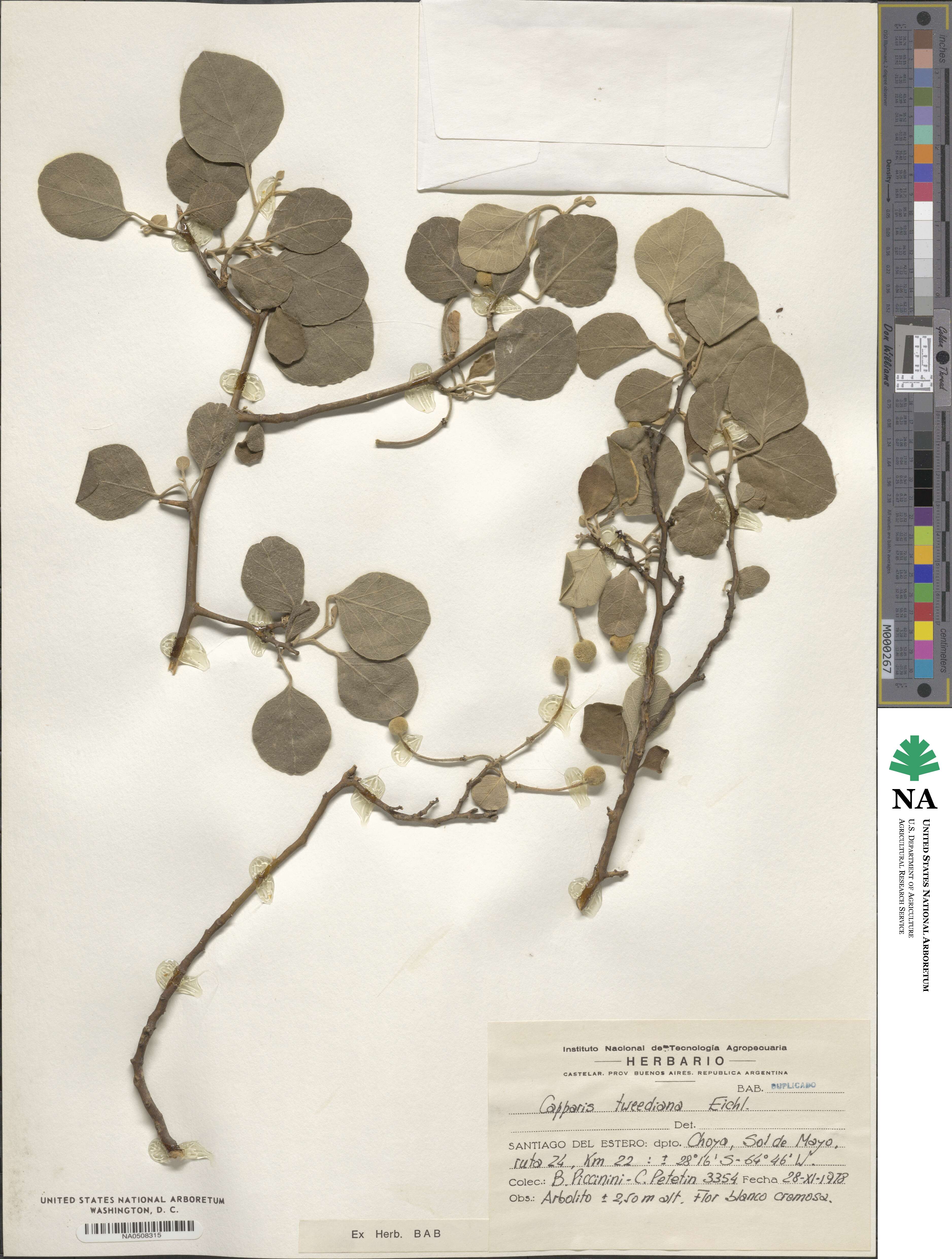 Capparicordis tweediana image