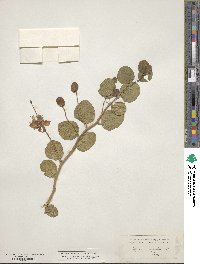 Capparis spinosa subsp. rupestris image