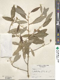 Capparis ferruginea image