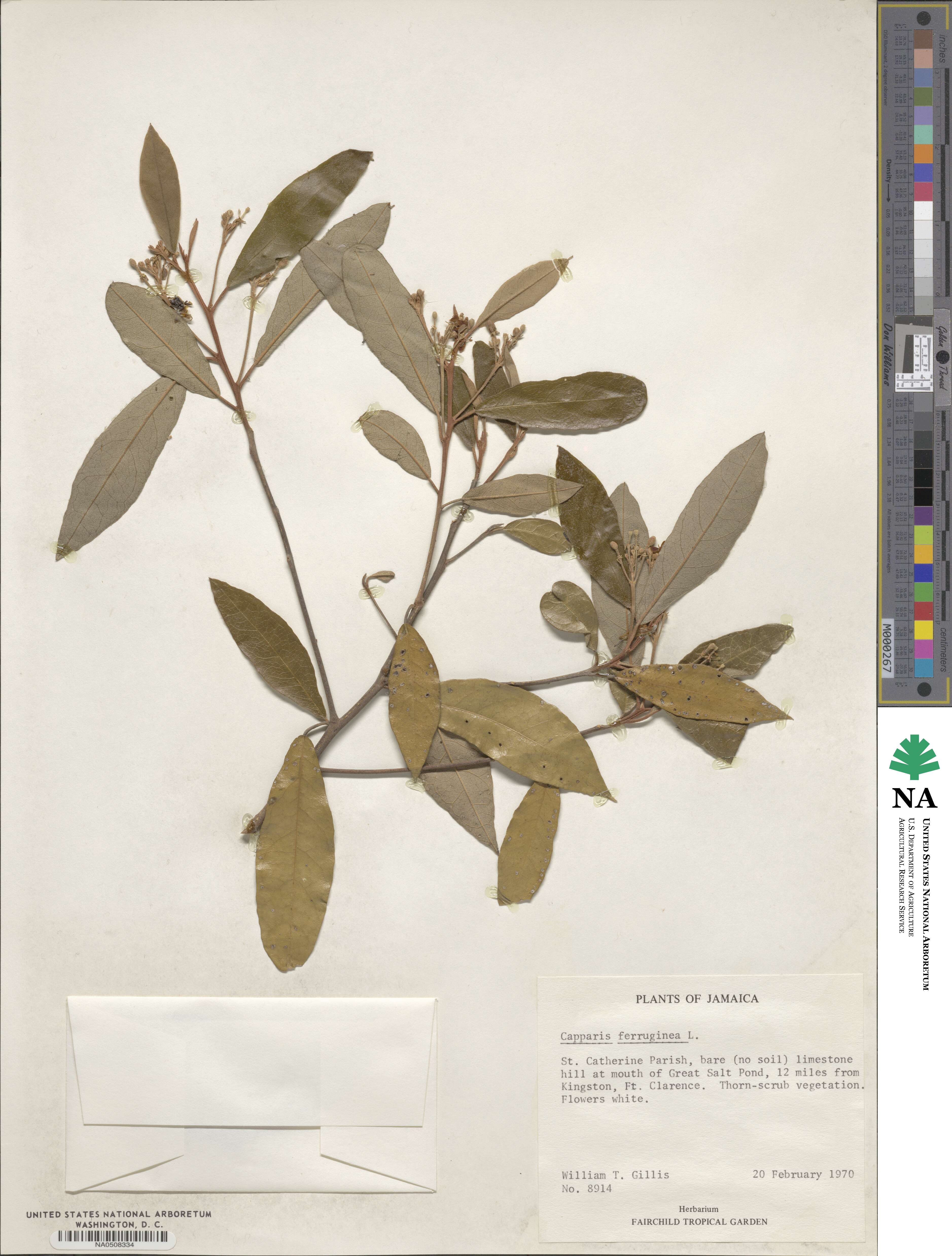 Capparis ferruginea image