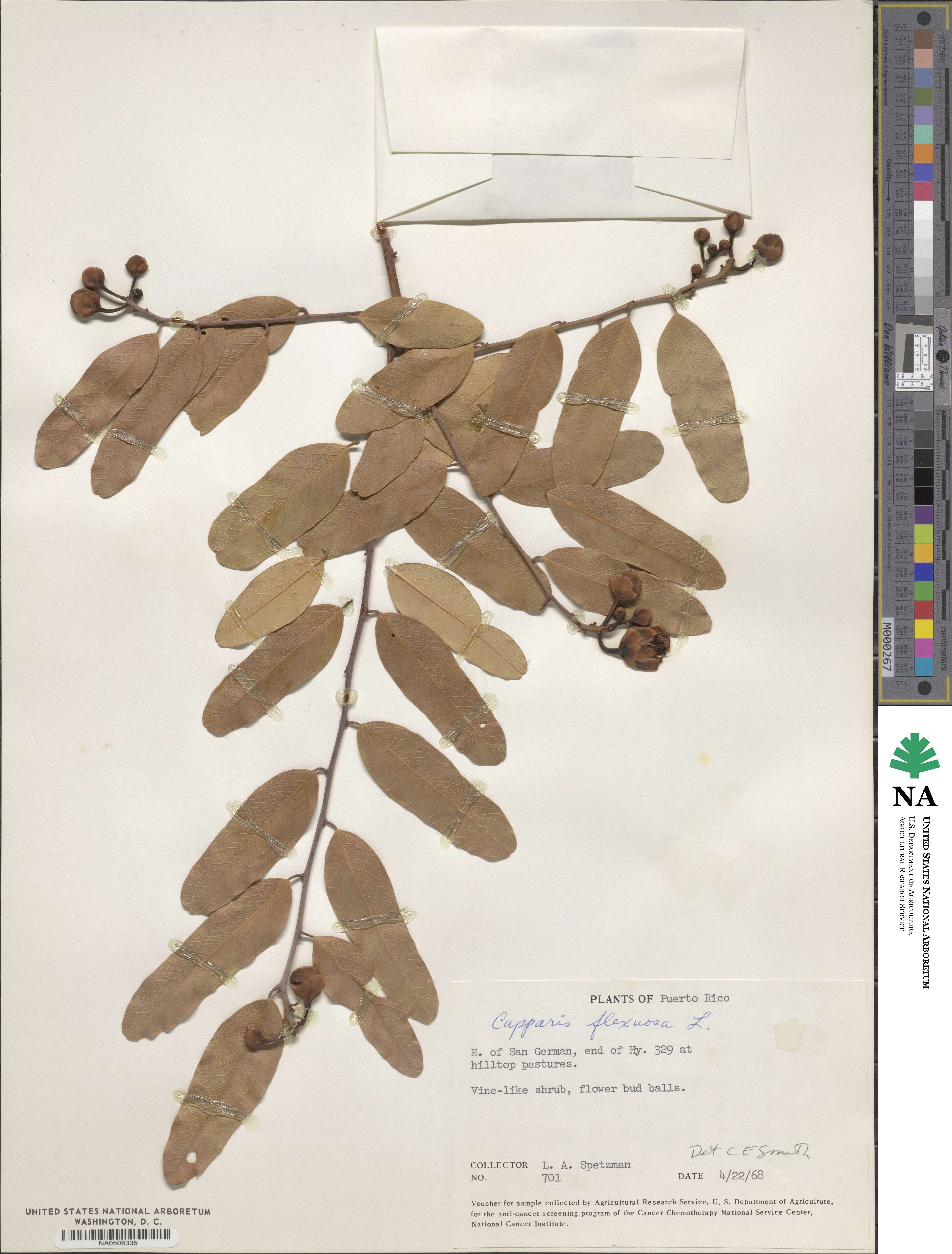 Capparis flexuosa image