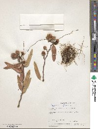 Capparis flexuosa image