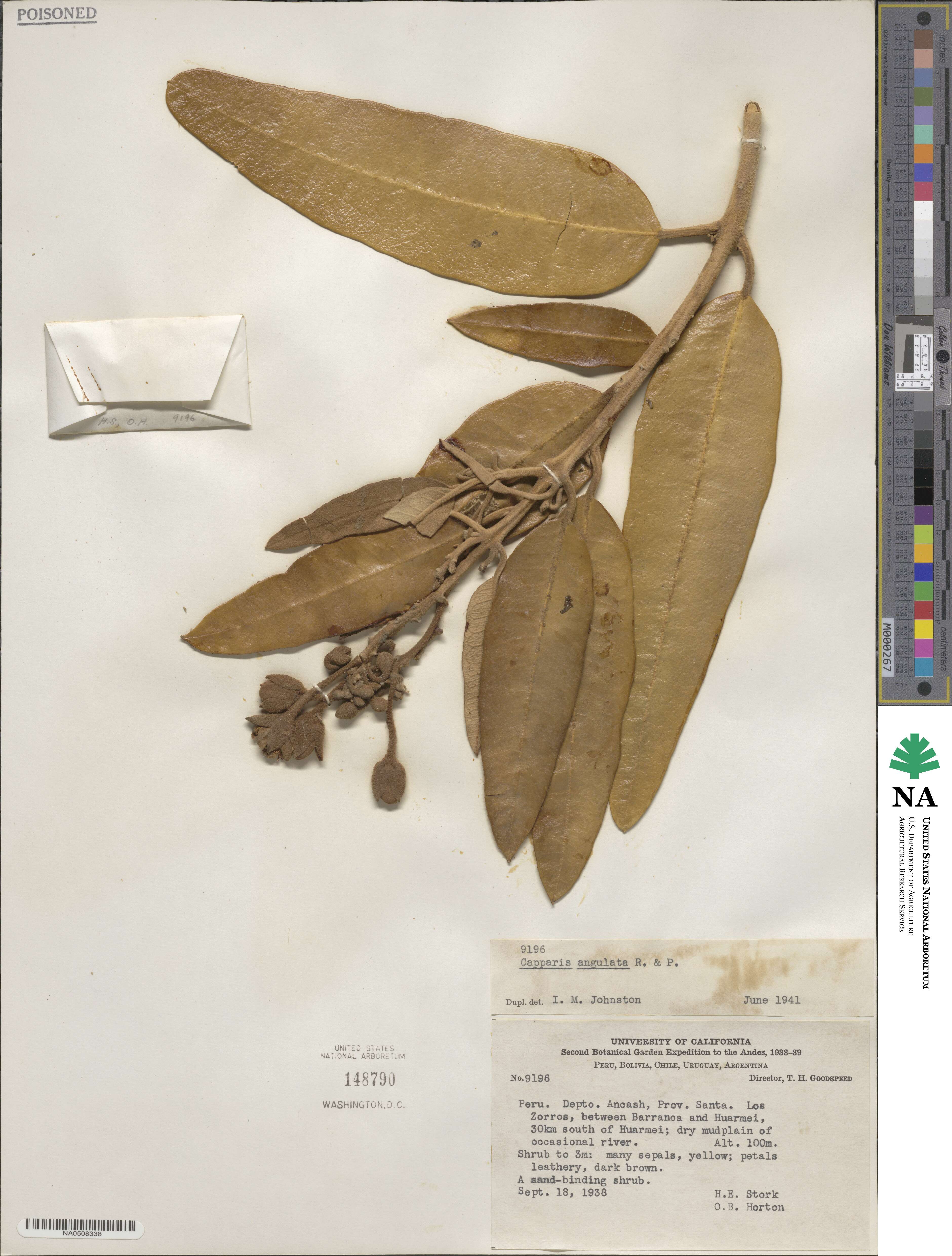 Colicodendron image