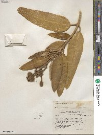 Colicodendron scabridum image