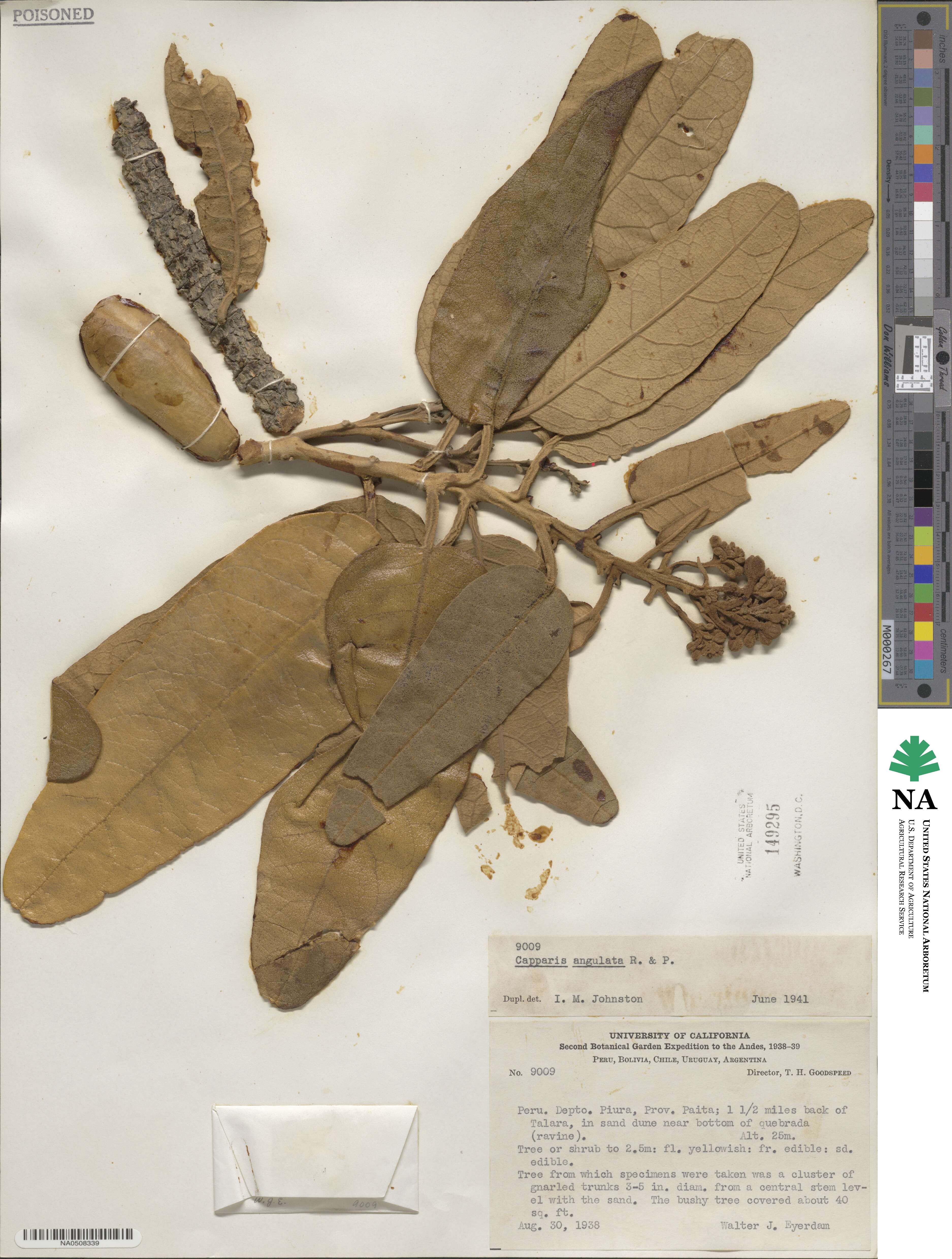 Colicodendron scabridum image