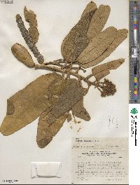 Colicodendron scabridum image