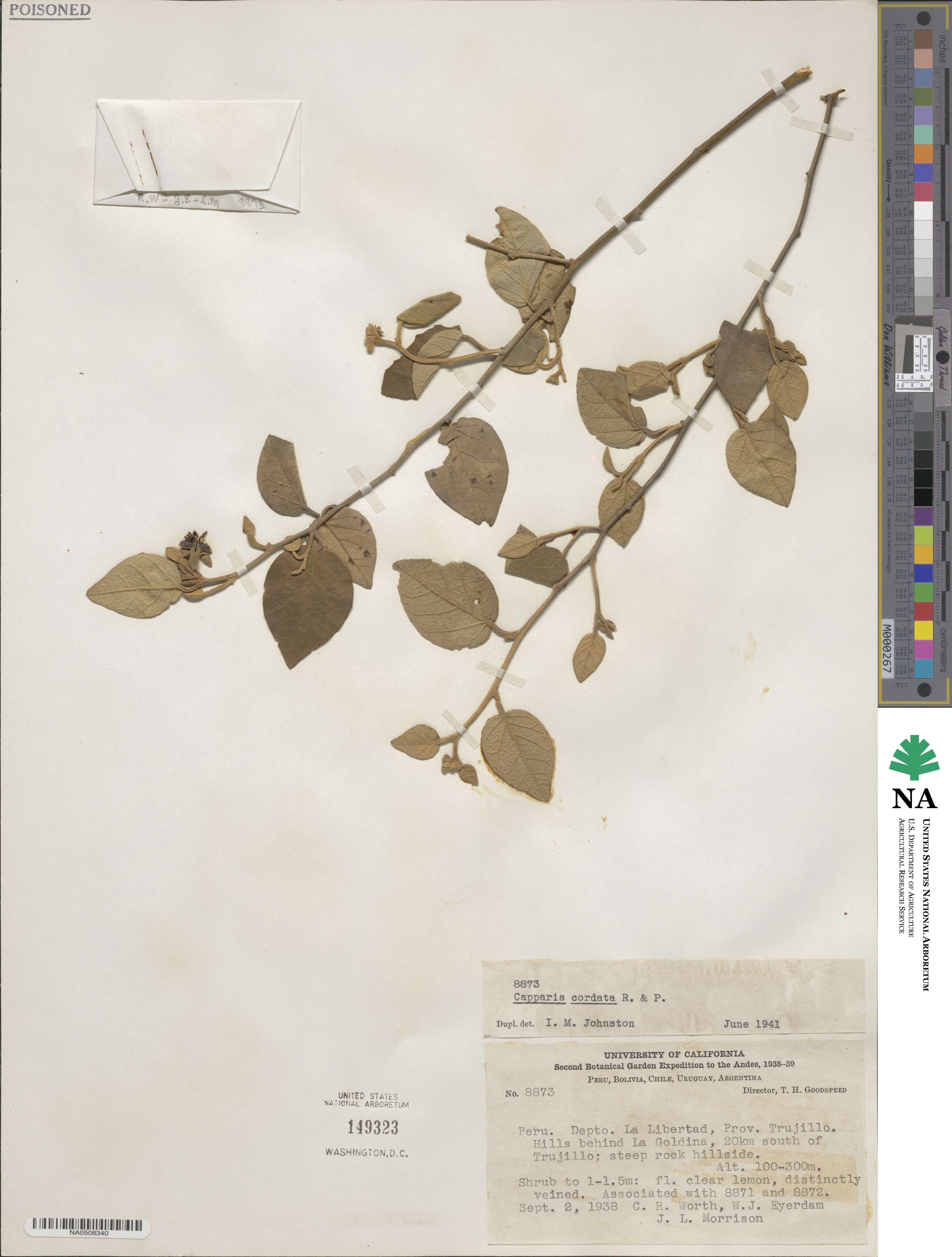 Capparicordis crotonoides image