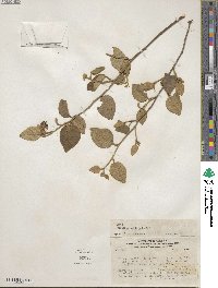 Image of Capparicordis crotonoides