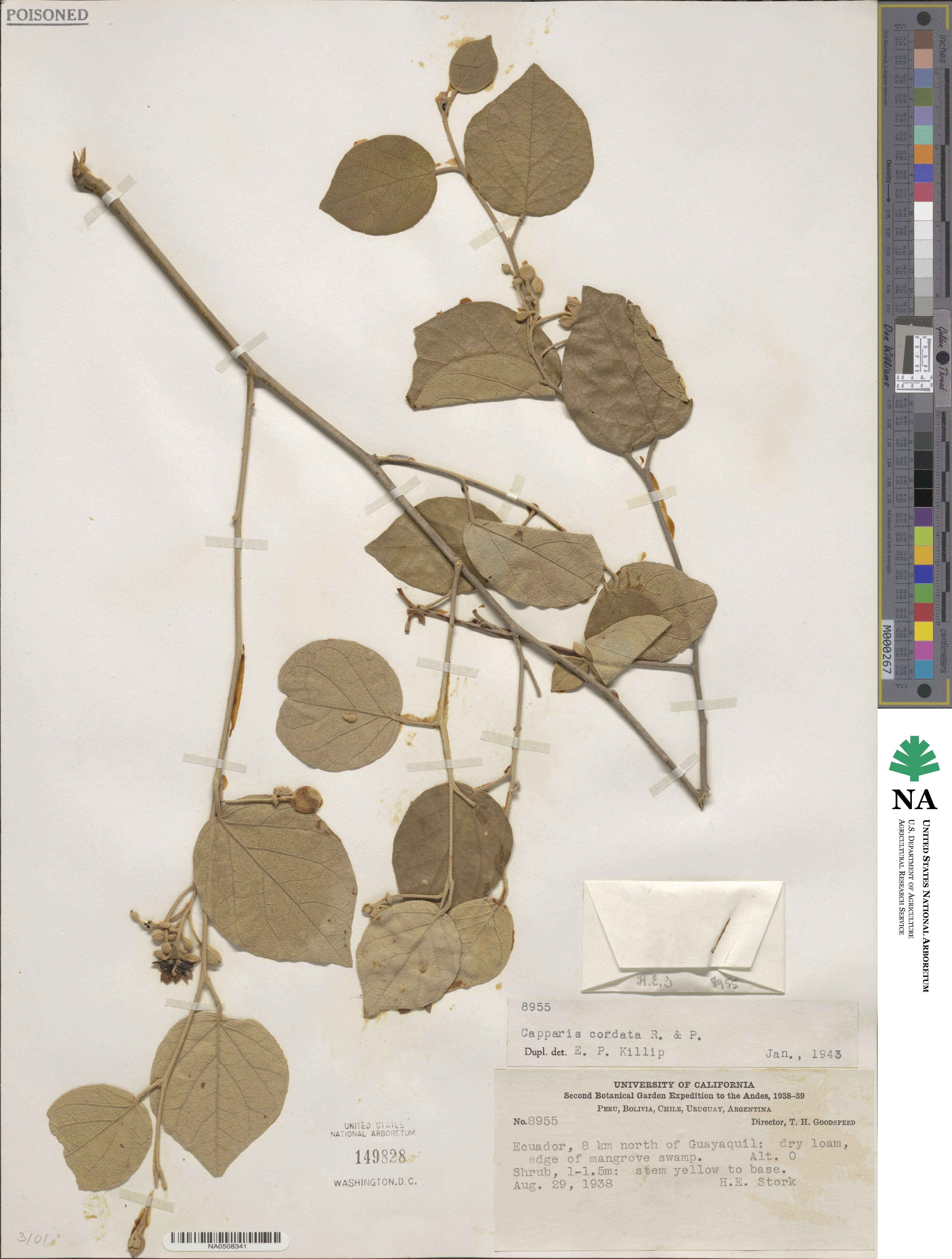 Capparicordis crotonoides image