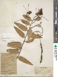 Capparis flexuosa image