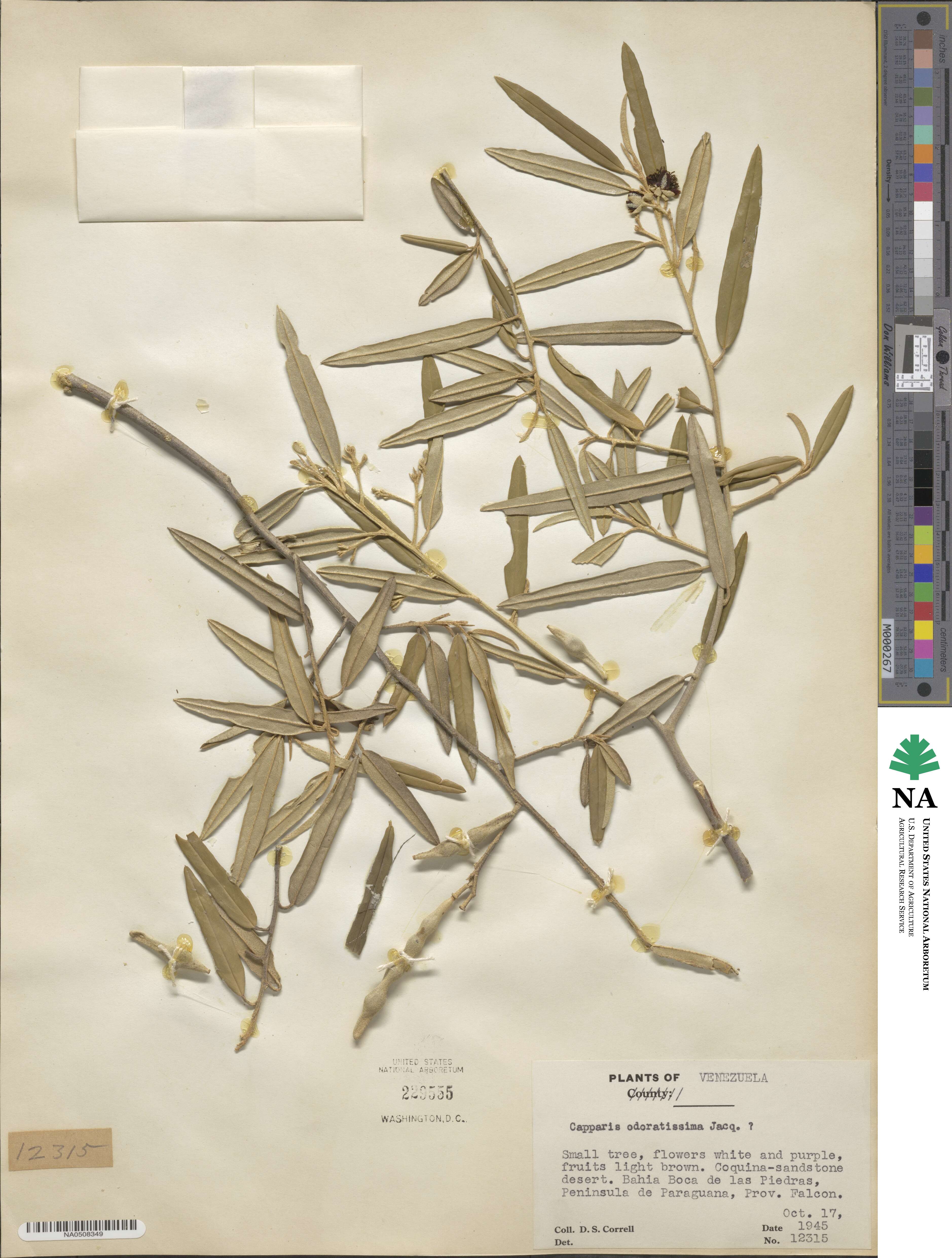 Quadrella odoratissima image