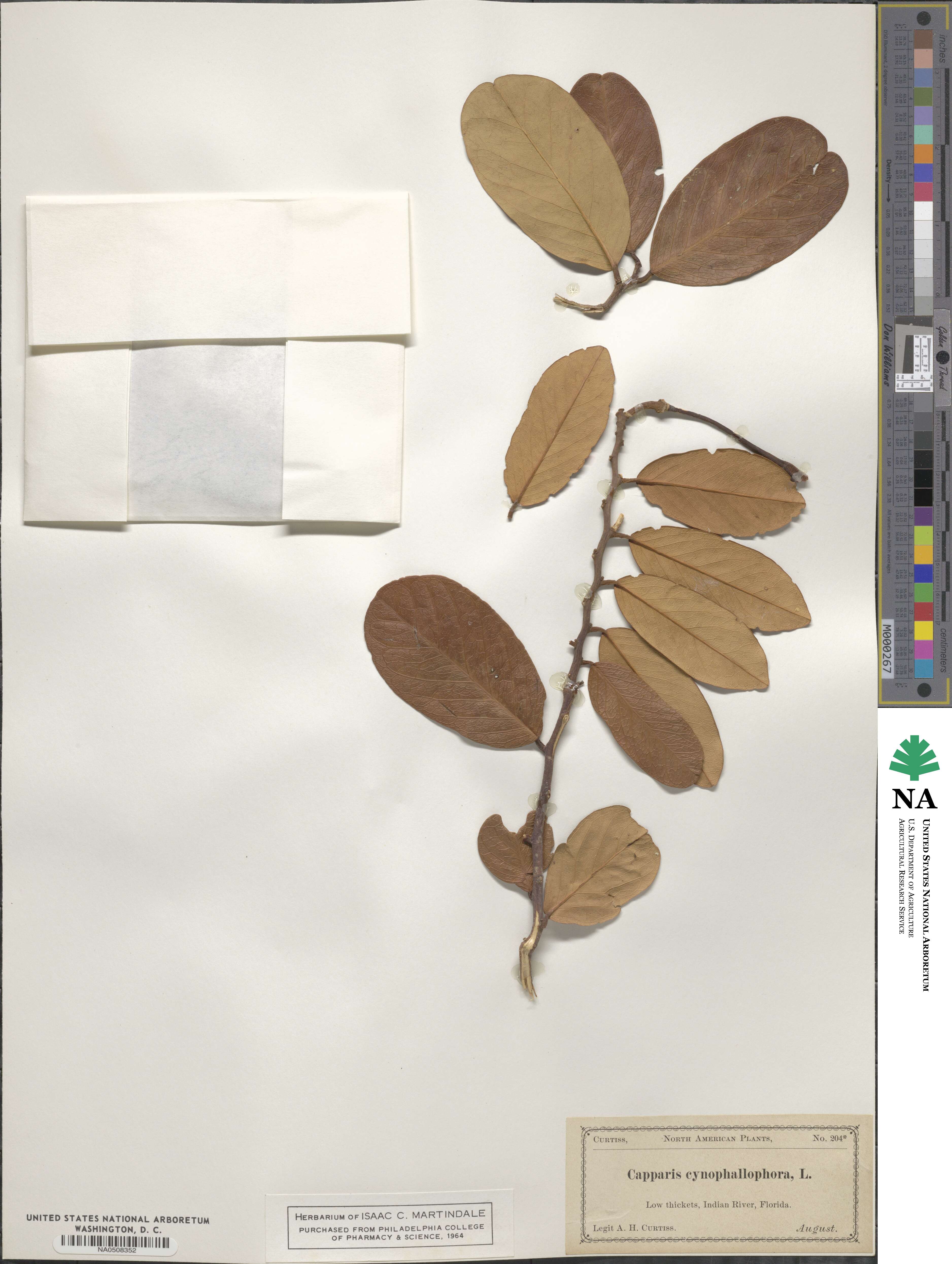 Quadrella cynophallophora image