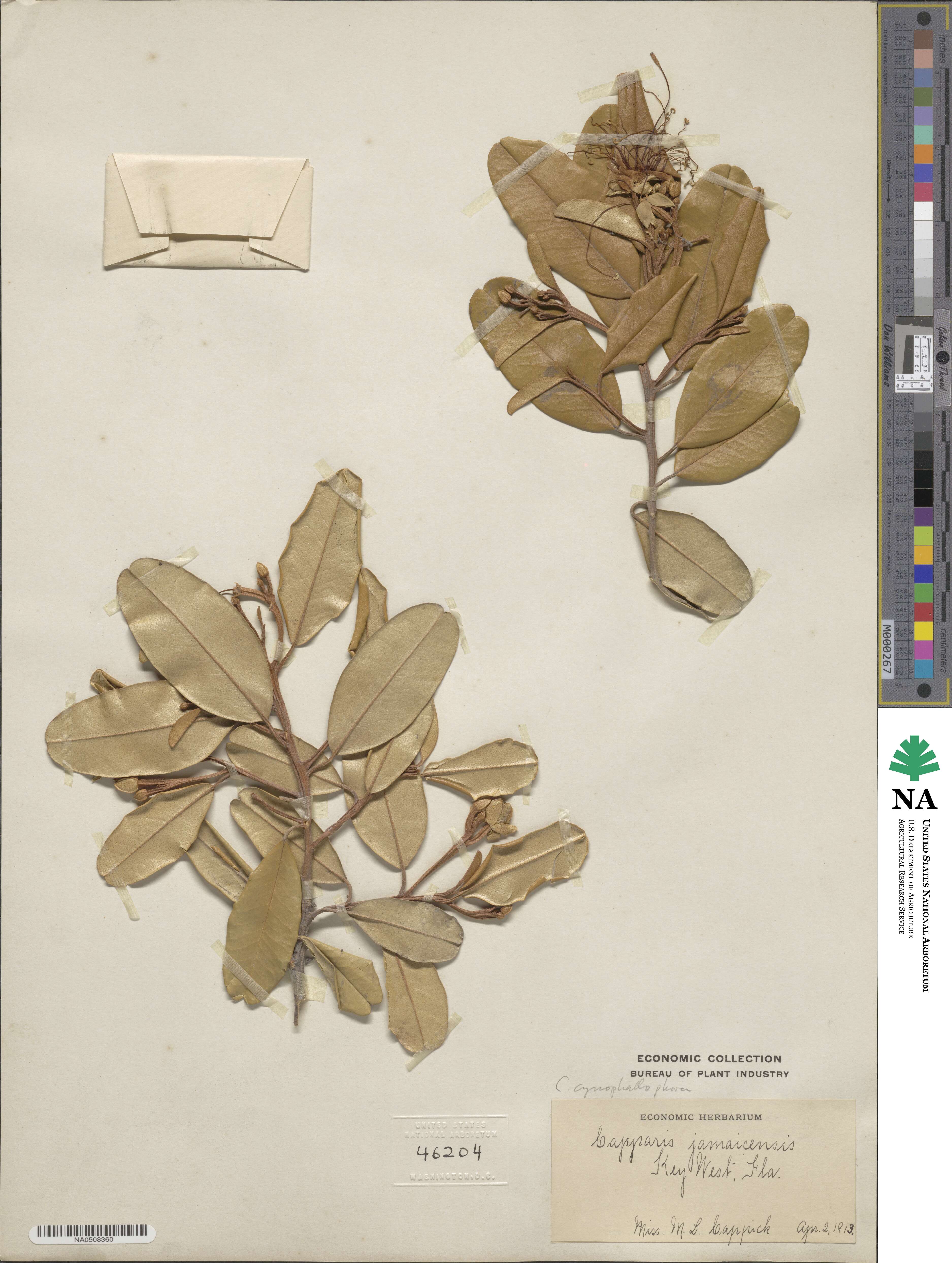 Quadrella cynophallophora image