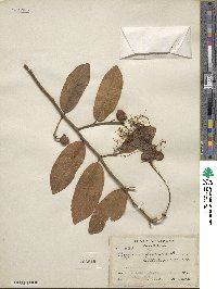 Capparis flexuosa image