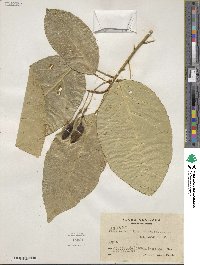 Capparidastrum discolor image