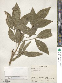 Ritchiea albersii image