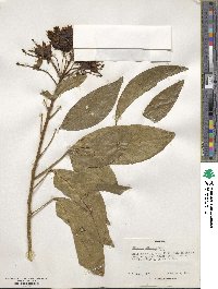 Ritchiea albersii image