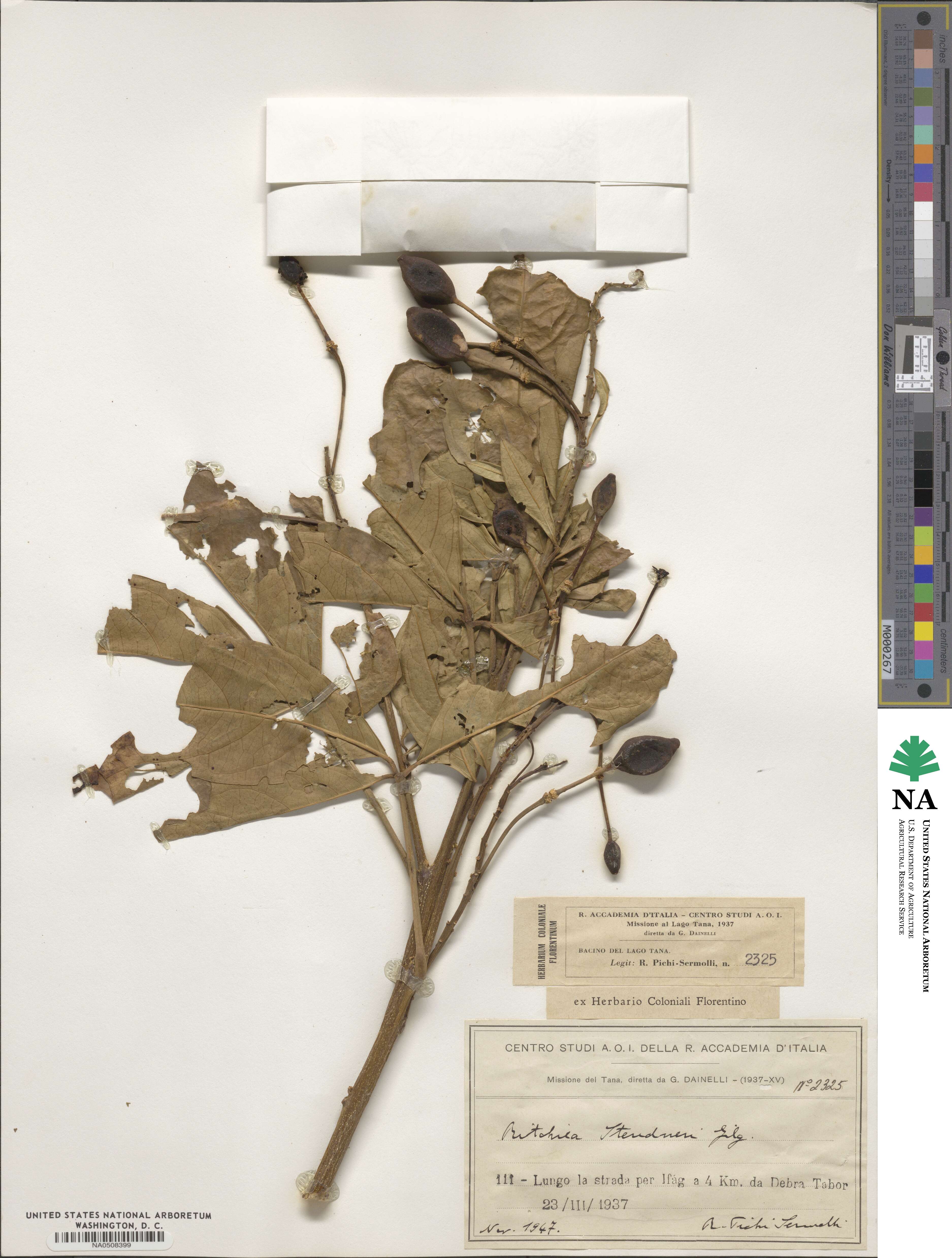 Ritchiea albersii image